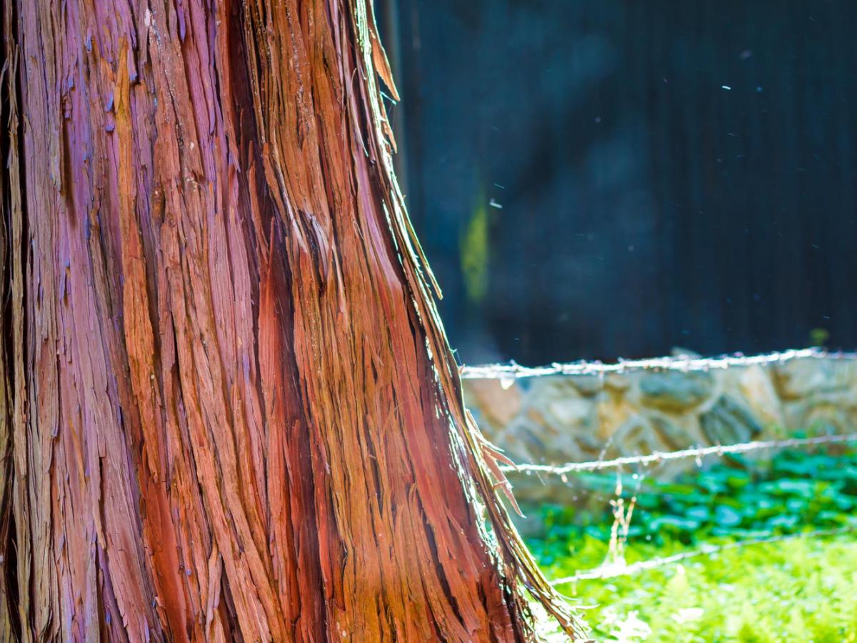 cedar